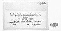 Gymnosporangium juniperi-virginianae image